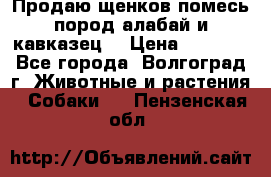 Продаю щенков помесь пород алабай и кавказец. › Цена ­ 1 500 - Все города, Волгоград г. Животные и растения » Собаки   . Пензенская обл.